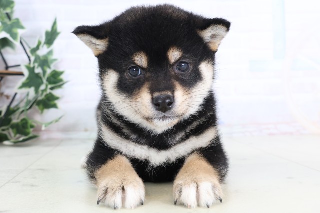 福岡県の柴犬(標準サイズ) (Coo&RIKUフォレストシティ春日店/2025年12月7日生まれ/女の子/黒)の子犬の1枚目の画像