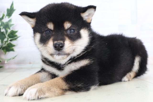 福岡県の柴犬(標準サイズ) (Coo&RIKUフォレストシティ春日店/2025年12月7日生まれ/女の子/黒)の子犬の3枚目の画像