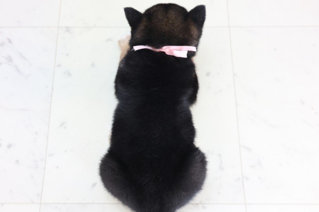 福岡県の柴犬(標準サイズ) (Coo&RIKUフォレストシティ春日店/2025年12月7日生まれ/女の子/黒)の子犬の4枚目の画像