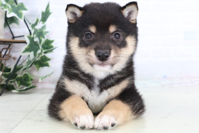 福岡県の豆柴 (Coo&RIKU福岡西店/2025年12月5日生まれ/男の子/黒)の子犬の1枚目の画像