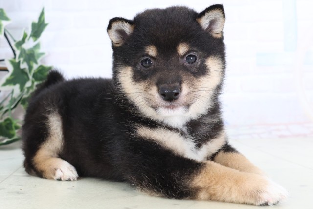 福岡県の豆柴 (Coo&RIKU福岡西店/2025年12月5日生まれ/男の子/黒)の子犬の2枚目の画像