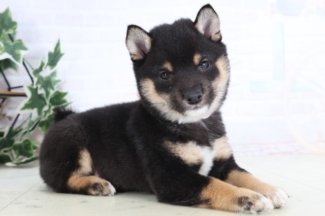 福岡県の豆柴 (Coo&RIKU福岡東店/2025年12月5日生まれ/女の子/黒)の子犬の2枚目の画像