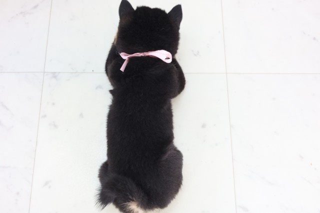 福岡県の豆柴 (Coo&RIKU福岡東店/2025年12月5日生まれ/女の子/黒)の子犬の4枚目の画像