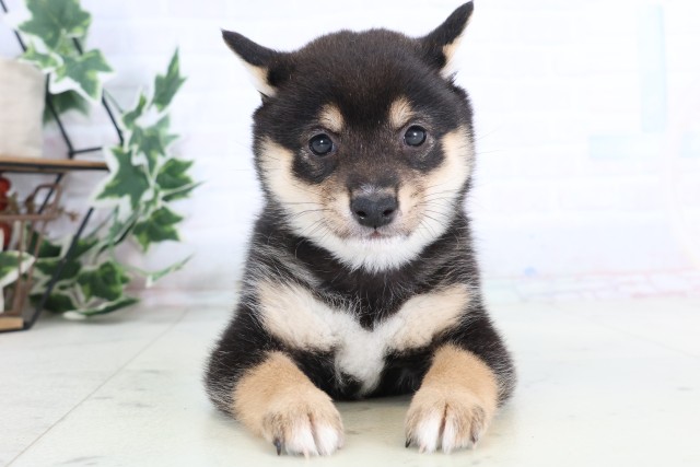 福岡県の豆柴 (Coo&RIKUゆめタウン飯塚店/2025年12月5日生まれ/女の子/黒)の子犬の1枚目の画像