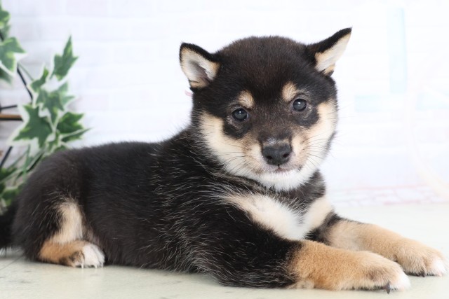 福岡県の豆柴 (Coo&RIKUゆめタウン飯塚店/2025年12月5日生まれ/女の子/黒)の子犬の2枚目の画像