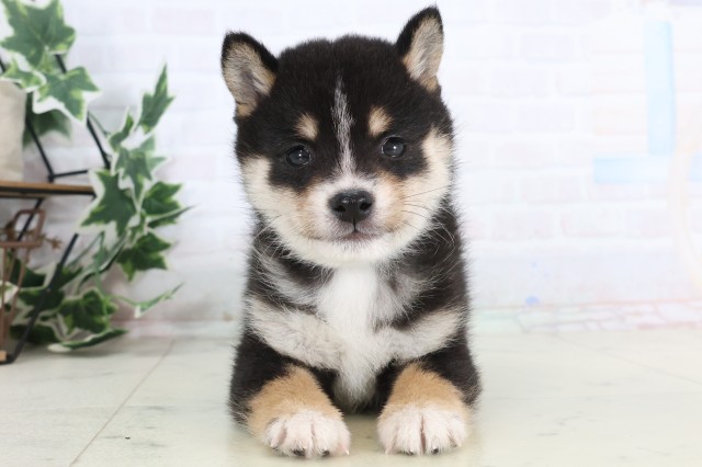 宮崎県の豆柴 (Coo&RIKU宮崎店/2025年12月5日生まれ/男の子/黒)の子犬の1枚目の画像