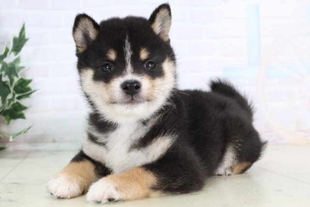 宮崎県の豆柴 (Coo&RIKU宮崎店/2025年12月5日生まれ/男の子/黒)の子犬の3枚目の画像