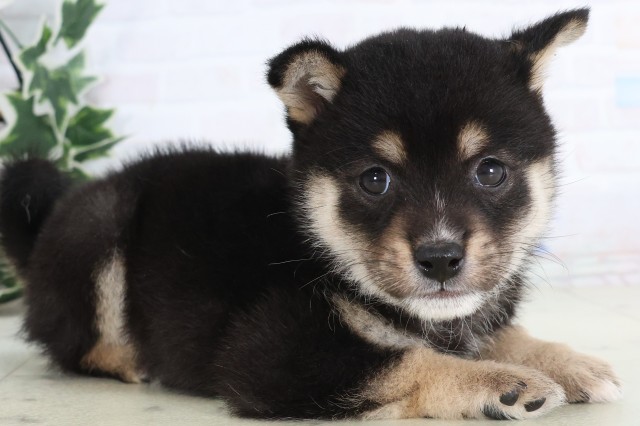 福岡県の豆柴 (Coo&RIKU行橋店/2025年12月5日生まれ/男の子/黒)の子犬の2枚目の画像