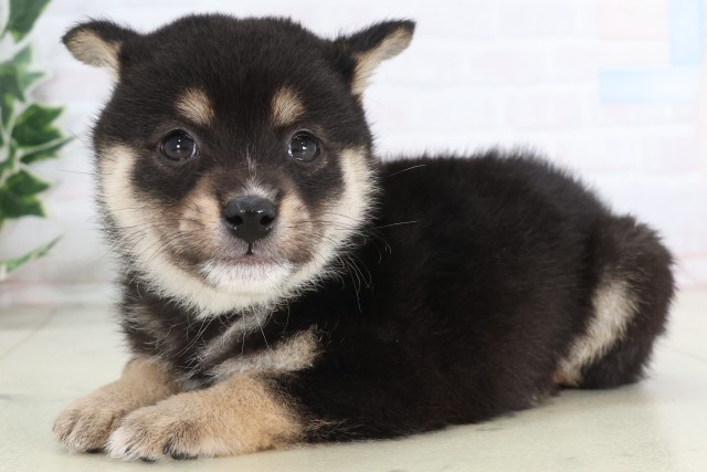 福岡県の豆柴 (Coo&RIKU行橋店/2025年12月5日生まれ/男の子/黒)の子犬の3枚目の画像