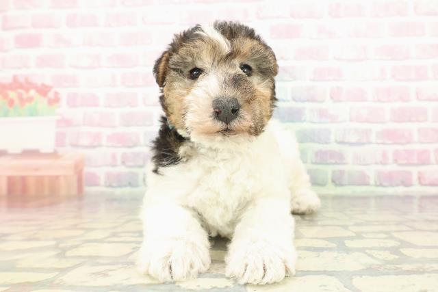 千葉県のワイアーフォックステリア (Coo&RIKUアクロスモール新鎌ケ谷店/2025年12月7日生まれ/男の子/ブラックタンホワイト)の子犬の1枚目の画像