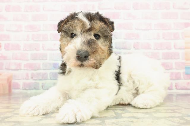 千葉県のワイアーフォックステリア (Coo&RIKUアクロスモール新鎌ケ谷店/2025年12月7日生まれ/男の子/ブラックタンホワイト)の子犬の2枚目の画像