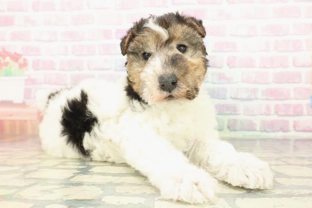 千葉県のワイアーフォックステリア (Coo&RIKUアクロスモール新鎌ケ谷店/2025年12月7日生まれ/男の子/ブラックタンホワイト)の子犬の3枚目の画像