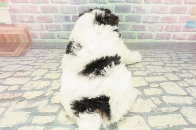 千葉県のワイアーフォックステリア (Coo&RIKUアクロスモール新鎌ケ谷店/2025年12月7日生まれ/男の子/ブラックタンホワイト)の子犬の4枚目の画像