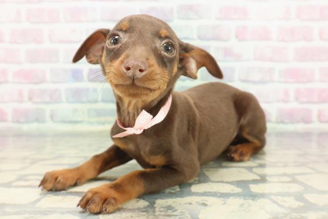 東京都のミニチュアピンシャー (Coo&RIKU自由が丘店/2025年12月3日生まれ/女の子/チョコレートタン)の子犬の2枚目の画像