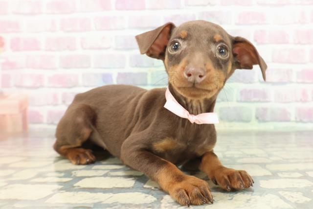 東京都のミニチュアピンシャー (Coo&RIKU自由が丘店/2025年12月3日生まれ/女の子/チョコレートタン)の子犬の3枚目の画像