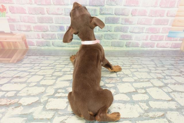 東京都のミニチュアピンシャー (Coo&RIKU自由が丘店/2025年12月3日生まれ/女の子/チョコレートタン)の子犬の4枚目の画像