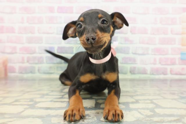 東京都のミニチュアピンシャー (Coo&RIKU下北沢店/2025年12月3日生まれ/女の子/ブラックタン)の子犬の1枚目の画像
