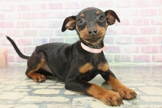 東京都のミニチュアピンシャー (Coo&RIKU下北沢店/2025年12月3日生まれ/女の子/ブラックタン)の子犬の3枚目の画像