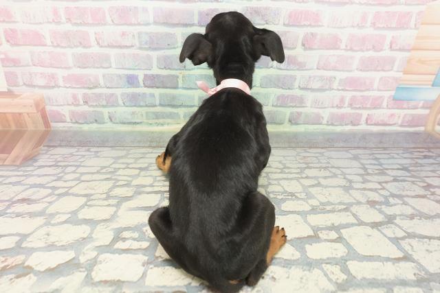 東京都のミニチュアピンシャー (Coo&RIKU下北沢店/2025年12月3日生まれ/女の子/ブラックタン)の子犬の4枚目の画像