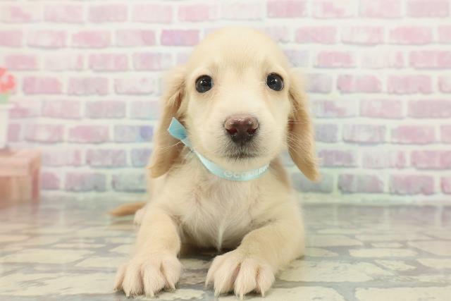 千葉県のカニンヘンダックスフンド(ロング) (Coo&RIKUアクロスモール新鎌ケ谷店/2025年12月10日生まれ/男の子/イエロー)の子犬の1枚目の画像