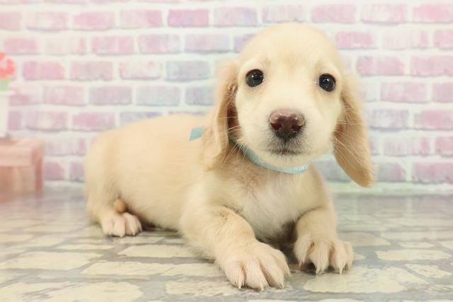 千葉県のカニンヘンダックスフンド(ロング) (Coo&RIKUアクロスモール新鎌ケ谷店/2025年12月10日生まれ/男の子/イエロー)の子犬の3枚目の画像