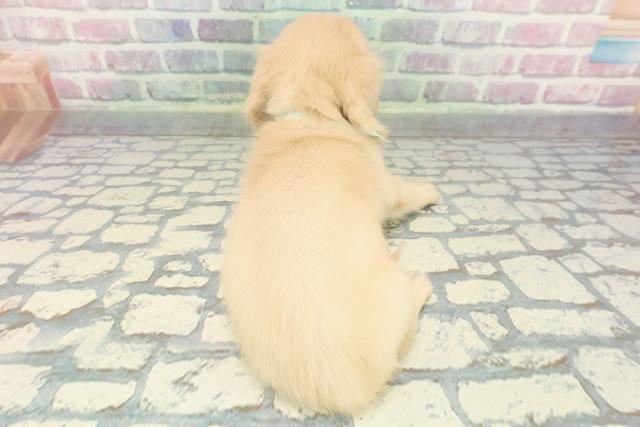 千葉県のカニンヘンダックスフンド(ロング) (Coo&RIKUアクロスモール新鎌ケ谷店/2025年12月10日生まれ/男の子/イエロー)の子犬の4枚目の画像