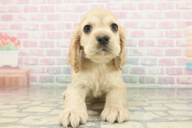 東京都のアメリカンコッカースパニエル (Coo&RIKU練馬店/2025年12月10日生まれ/男の子/バフ)の子犬の1枚目の画像