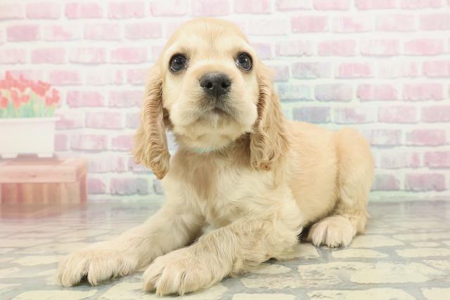 東京都のアメリカンコッカースパニエル (Coo&RIKU練馬店/2025年12月10日生まれ/男の子/バフ)の子犬の2枚目の画像