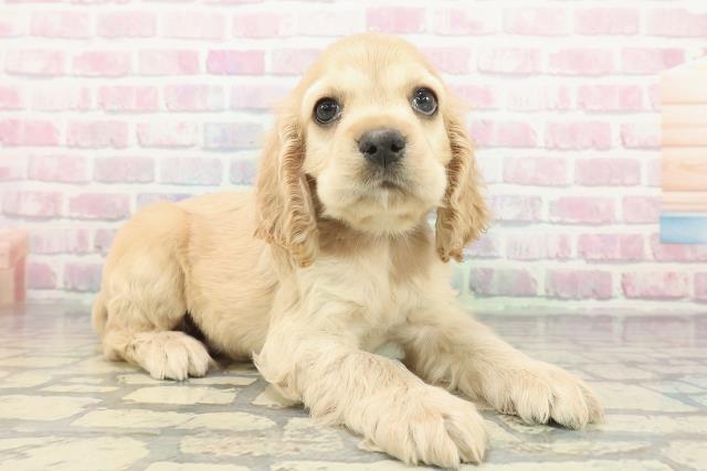 東京都のアメリカンコッカースパニエル (Coo&RIKU練馬店/2025年12月10日生まれ/男の子/バフ)の子犬の3枚目の画像