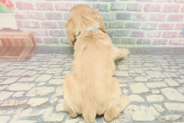 東京都のアメリカンコッカースパニエル (Coo&RIKU練馬店/2025年12月10日生まれ/男の子/バフ)の子犬の4枚目の画像