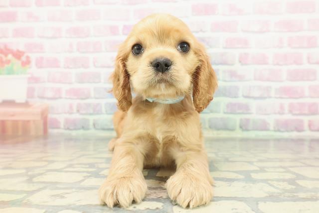 千葉県のアメリカンコッカースパニエル (Coo&RIKUアクロスモール新鎌ケ谷店/2025年12月10日生まれ/男の子/バフ)の子犬の1枚目の画像