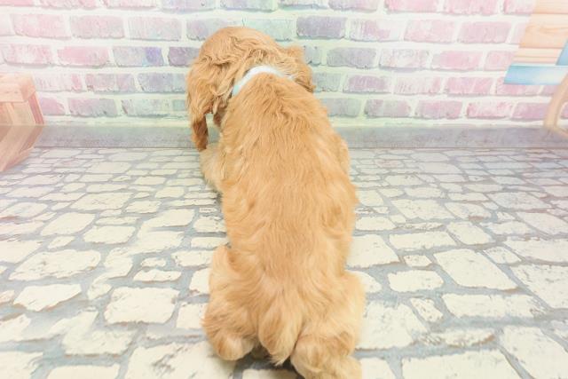 千葉県のアメリカンコッカースパニエル (Coo&RIKUアクロスモール新鎌ケ谷店/2025年12月10日生まれ/男の子/バフ)の子犬の4枚目の画像