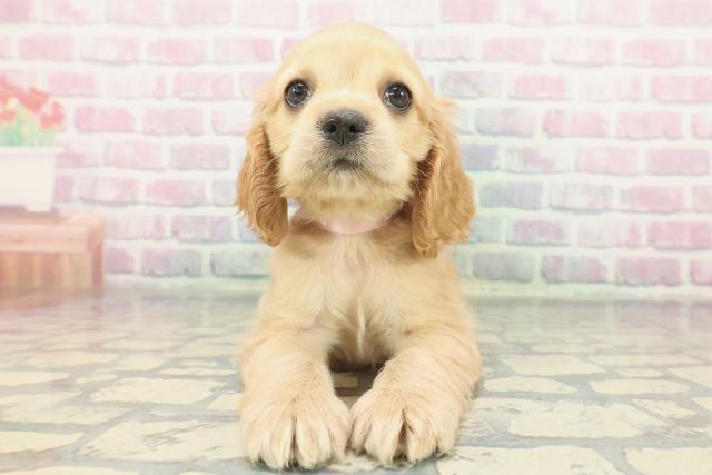 神奈川県のアメリカンコッカースパニエル (Coo&RIKUパウ川崎店/2025年12月10日生まれ/女の子/バフ)の子犬の1枚目の画像