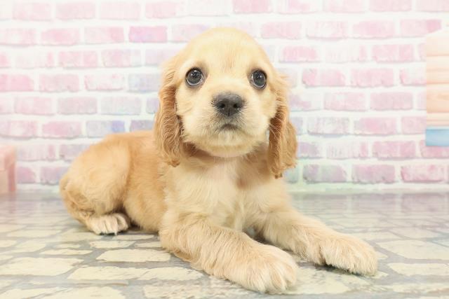 神奈川県のアメリカンコッカースパニエル (Coo&RIKUパウ川崎店/2025年12月10日生まれ/女の子/バフ)の子犬の3枚目の画像