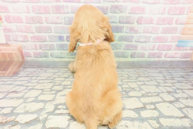 神奈川県のアメリカンコッカースパニエル (Coo&RIKUパウ川崎店/2025年12月10日生まれ/女の子/バフ)の子犬の4枚目の画像