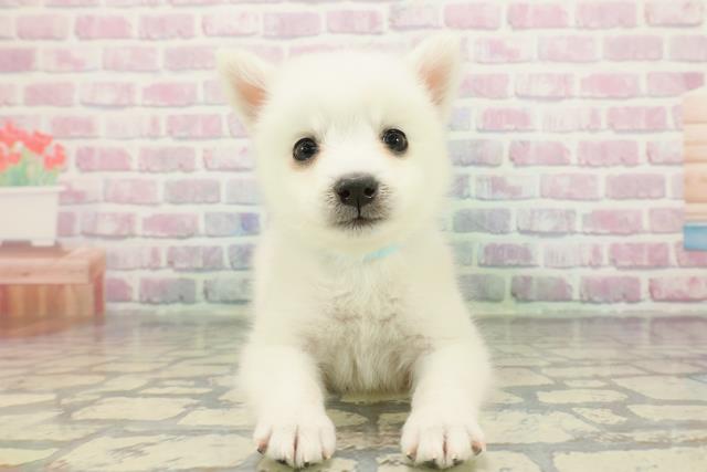 東京都の日本スピッツ (Coo&RIKU練馬店/2025年12月7日生まれ/男の子/ホワイト)の子犬