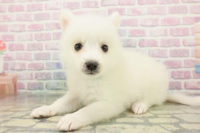 埼玉県の日本スピッツ (Coo&RIKU桶川店/2025年12月7日生まれ/男の子/ホワイト)の子犬の2枚目の画像