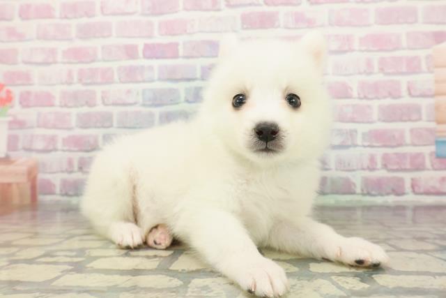 埼玉県の日本スピッツ (Coo&RIKU桶川店/2025年12月7日生まれ/男の子/ホワイト)の子犬の3枚目の画像