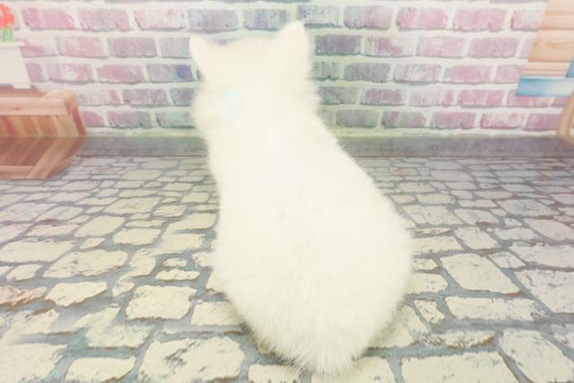 埼玉県の日本スピッツ (Coo&RIKU桶川店/2025年12月7日生まれ/男の子/ホワイト)の子犬の4枚目の画像