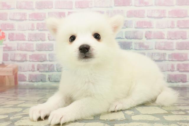 千葉県の日本スピッツ (Coo&RIKU若葉都賀店/2025年12月7日生まれ/男の子/ホワイト)の子犬の2枚目の画像