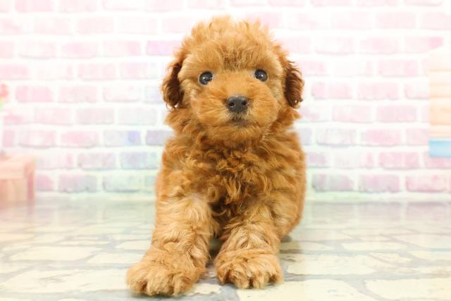 東京都のトイプードル(トイ) (Coo&RIKU赤坂店/2025年12月7日生まれ/女の子/レッド)の子犬の1枚目の画像