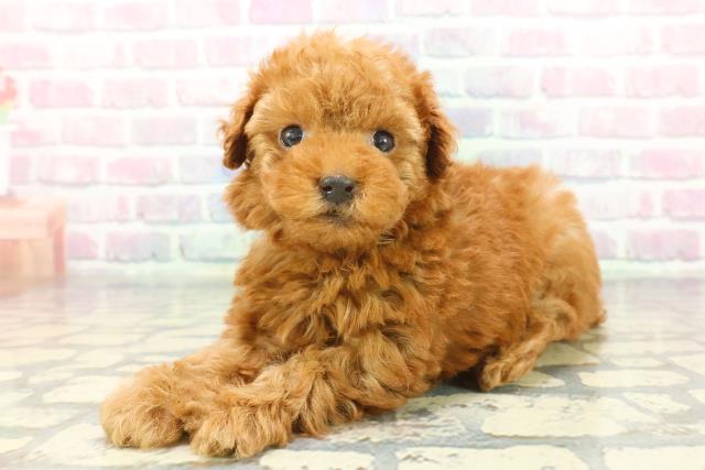 東京都のトイプードル(トイ) (Coo&RIKU赤坂店/2025年12月7日生まれ/女の子/レッド)の子犬の2枚目の画像