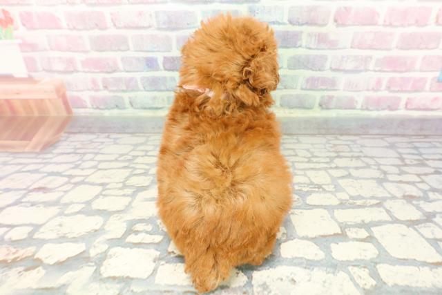 東京都のトイプードル(トイ) (Coo&RIKU赤坂店/2025年12月7日生まれ/女の子/レッド)の子犬の4枚目の画像