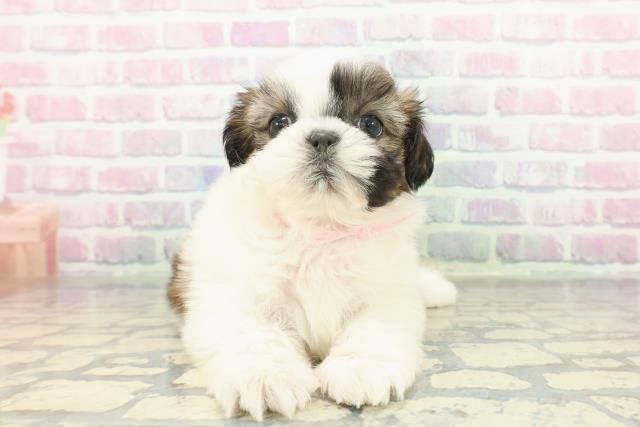 東京都のシーズー (Coo&RIKU池袋西口店/2025年12月10日生まれ/女の子/ゴールドホワイト)の子犬