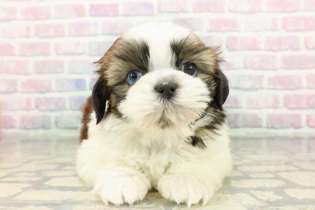 東京都のシーズー (Coo&RIKU練馬店/2025年12月10日生まれ/男の子/ゴールドホワイト)の子犬