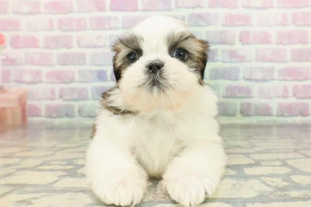 東京都のシーズー (Coo&RIKU三軒茶屋店/2025年12月10日生まれ/男の子/ゴールドホワイト)の子犬の1枚目の画像