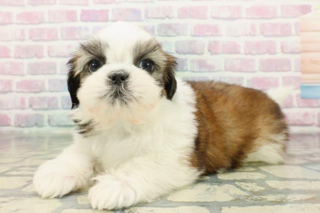 東京都のシーズー (Coo&RIKU三軒茶屋店/2025年12月10日生まれ/男の子/ゴールドホワイト)の子犬の2枚目の画像