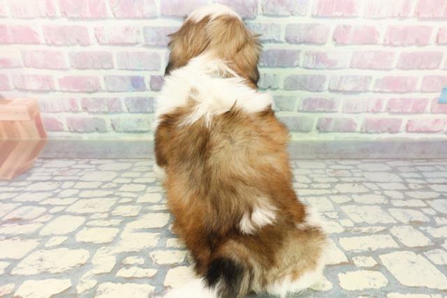 東京都のシーズー (Coo&RIKU三軒茶屋店/2025年12月10日生まれ/男の子/ゴールドホワイト)の子犬の4枚目の画像