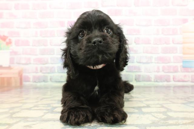 東京都のアメリカンコッカースパニエル (Coo&RIKUフレスポ住吉店/2025年12月7日生まれ/女の子/ブラック)の子犬の1枚目の画像