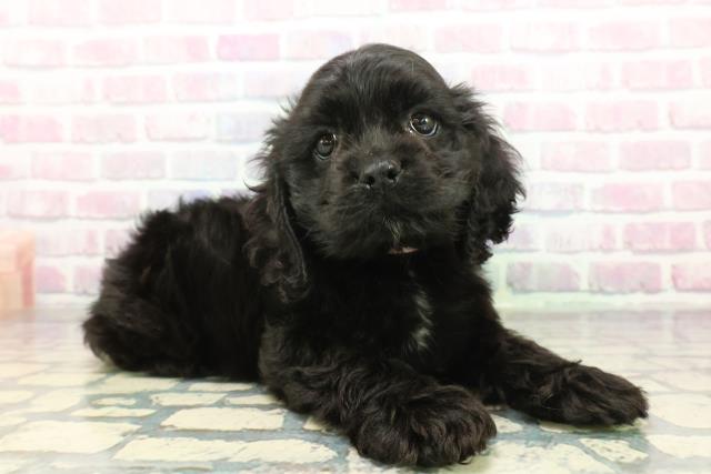 東京都のアメリカンコッカースパニエル (Coo&RIKUフレスポ住吉店/2025年12月7日生まれ/女の子/ブラック)の子犬の3枚目の画像